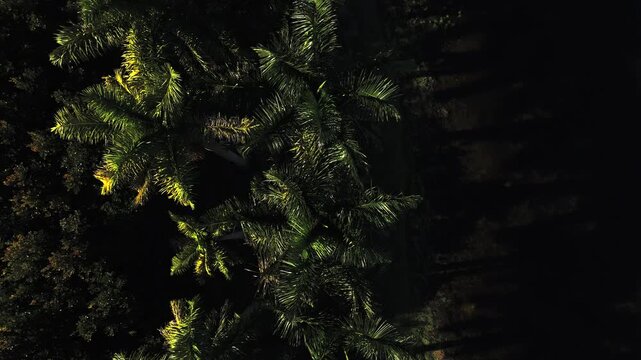 Sunlit tropical palm crowns from above forming a bold green shadow pattern 