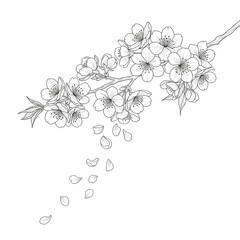 Delicate cherry blossom branch with falling petals line art