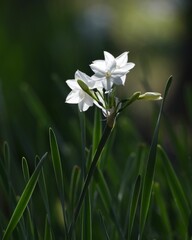 美しいペーパーホワイト水仙の花
