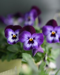 花壇の花ビオラ