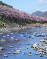 里山河津桜の風景