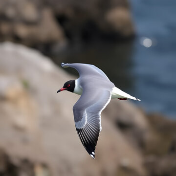 Sabine's gull (Xema sabin) juvnile in Japan