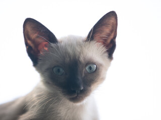 siamese cat close-up © DC