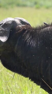 Vertical Close-Up of African Buffalo in Tall Grass