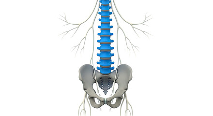 Lumbar Spine and Pelvis with Nerves