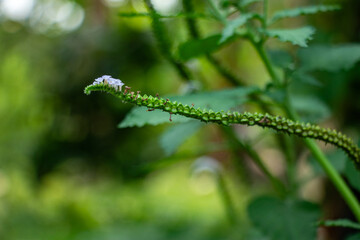Indian Turnsole Circular coiled fruiting stem geometric pattern