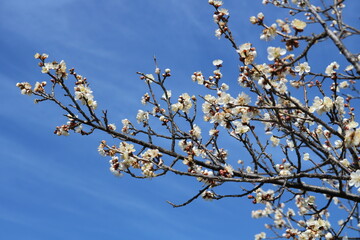 青空に早咲きの梅の花　河川沿いの風景