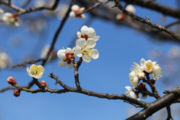 青空に早咲きの梅の花　河川沿いの風景