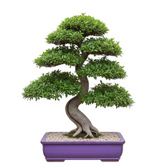A serene bonsai tree in a purple pot isolated on transparent background