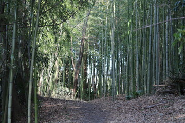 冬の川沿い散歩道　うっそうと生える竹林　