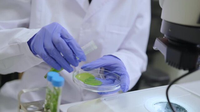Female scientist in gloves preparing plant extract samples for microscopic analysis. Phytochemistry, green chemistry and laboratory research concept.