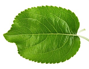 Obraz premium Bright green oval leaf, with toothed edges and prominent veins, isolated against a white backdrop