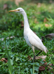 Obraz premium A white bird is standing in the grass
