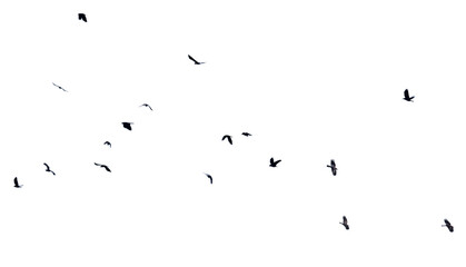A flock of birds flying in the sky isolated on a white background. © schankz