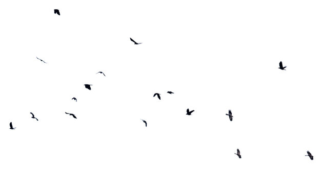 A flock of birds flying in the sky isolated on a white background.