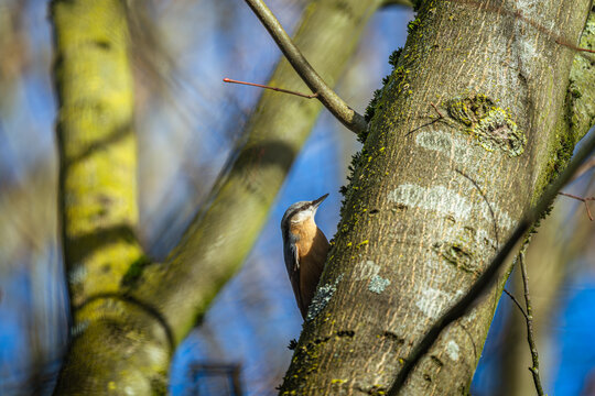 Zwischen moosigen St&auml;mmen und dem leisen Fl&uuml;stern des Winterwaldes klettert ein kleiner Akrobat durchs Holz, leichtf&uuml;&szlig;ig und aufmerksam. Der Kleiber scheint die Schwerkraft nur h&ouml;flich zur Kenntnis zu