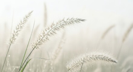 Serene Morning Dew Grasses in Soft Fog with Whispers of Nature.