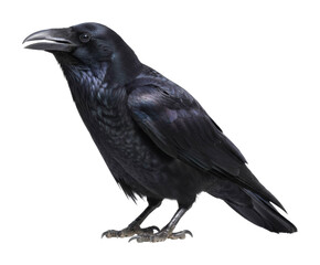 Obraz premium Raven observation close-up wildlife photography in natural habitat isolated on transparent background