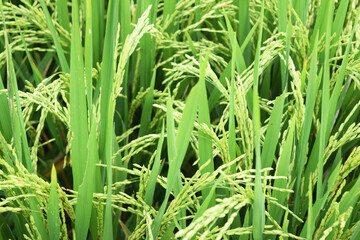 Obraz premium paddy with rice grains with green natural atmosphere close up