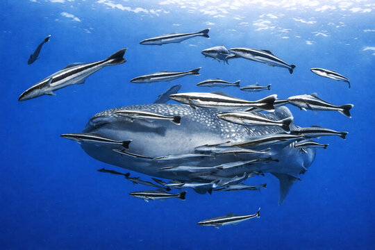 A whale shark swims beneath the sunlit surface accompanied by numerous remoras and small pelagic fish, photographed underwater from a side angle with a wide-angle perspective that emphasizes the shark