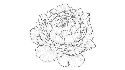 Detailed black and white line art sketch of a full peony flower blossom isolated on a plain white background design. © Sohel