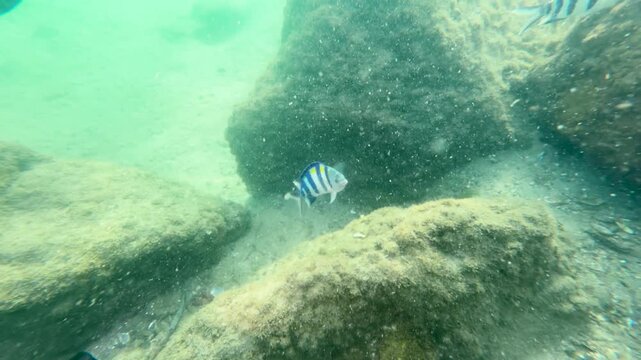 Sergeant Major Damselfish Swimming Near Rocks