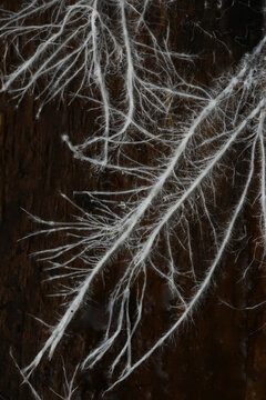 Delicate White Mycelium Threads on Dark Wood Creating Natural Organic Patterns
