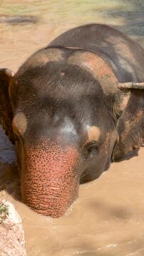 Asian Elephant Bathing and Swimming in Muddy River Water in Phuket
