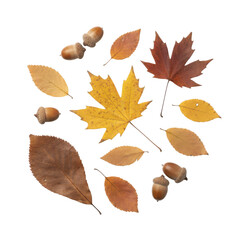 Autumnal collection of various brown, orange, and yellow leaves with several acorns, isolated on a clean white background, perfect for seasonal design elements.