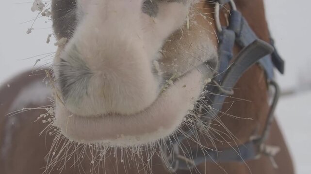 Extreme close up horse sniffing and snorting. Curious horse snorts into camera. Funny horse breathing and snorting close up. ASMR sound, horse breathing on frozen winter day. Visible steam in cold air