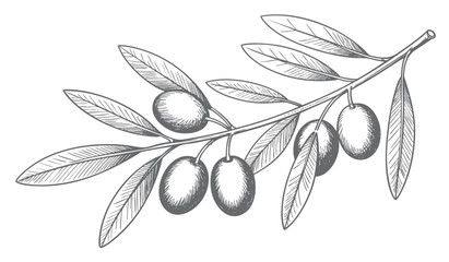 Olive branch botanical sketch collection in vintage engraved line art style isolated on white background. Vintage engraved olive branch set with leaves and fruits.   © Artverza
