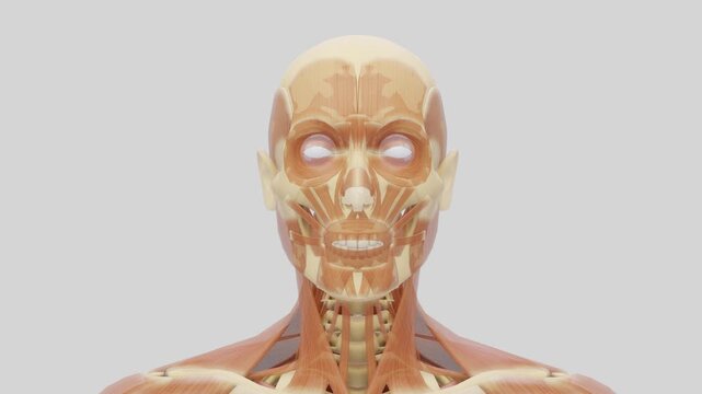 Educational medical anatomy of human facial muscles, realistic transition from skull to facial muscles.