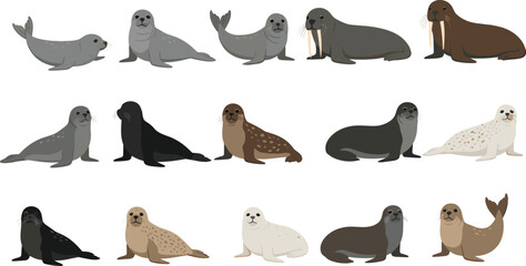 Seal and Sea Lion Illustration Collection with Different Marine Mammals for Wildlife, Ocean Life, Aquarium, and Nature Design Projects © Selim Studio