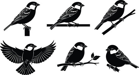 Fototapeta premium Sparrow Bird Silhouette Set with Perching and Flying Poses Black Vector Illustration Isolated on Light Background for Wildlife Nature Design