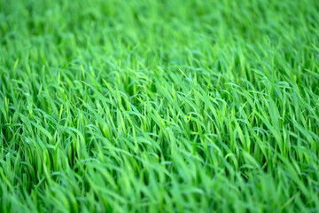 Fototapeta premium Fresh green Grass. Green Grass meadow field. Grass texture. Background of Grass.
