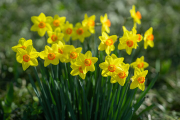 Obraz premium Daffodil narcissus with bright spring color. Daffodil expressing seasonal renewal mood. Daffodil for cheerful nature design. Daffodil narcissus yellow spring flower.