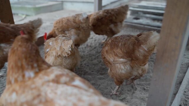 Lohmann Brown laying hens walking in the run, close-up