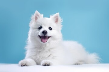 Cute white fluffy puppy dog smiling and relaxing on a plain blue background