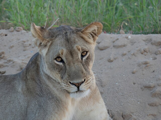 Obraz premium Löwe, Panthera leo