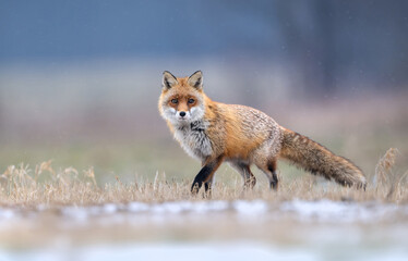 Fototapeta premium Red fox ( Vulpes vulpes ) in winter scenery