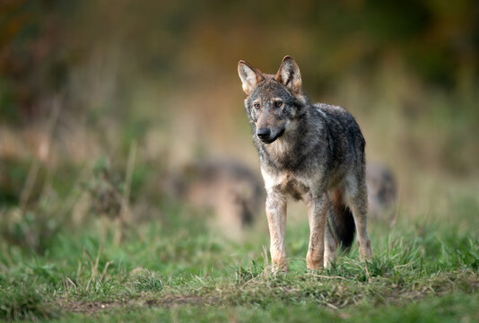 Grey wolf ( Canis lupus ) close up