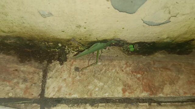 Green praying mantis camouflaged on a dirty wall, blending in with its surroundings.
