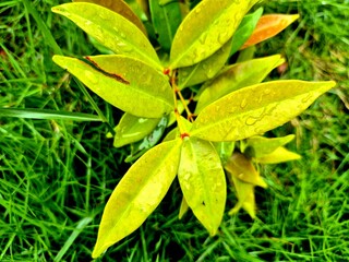 Fresh Yellowish Green Leaves with Dew Drops on Green Grass Background