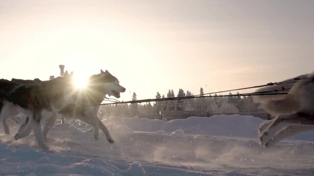 Dog Sledding Adventure With Huskies in Snowy Winter Loop