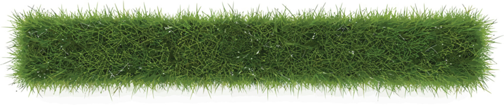 Green Grass Border on White Background