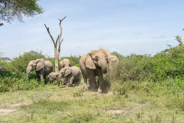 Naklejka premium Lovely African Elephant Family on a Serengeti Safari