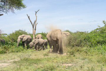 Naklejka premium Lovely African Elephant Family on a Serengeti Safari