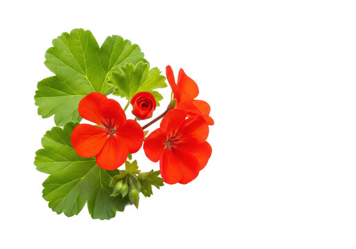vibrant scarlet red geranium flowers and healthy green palmate leaves, including a small bud, in a soft-focus macro studio shot against a white background, celebrating botanical purity and simplicity