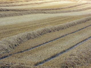 Winterweizen, Stoppelfeld,  Strohschwaden