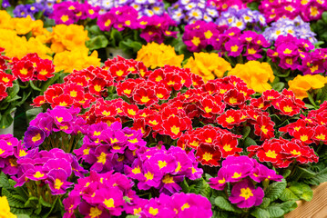 Fototapeta premium Mass of bright red primrose flowers with yellow centers